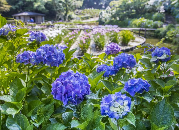 卯辰山花菖蒲園