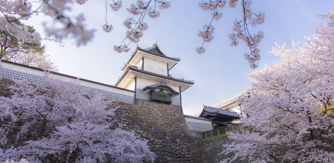 金沢城の桜