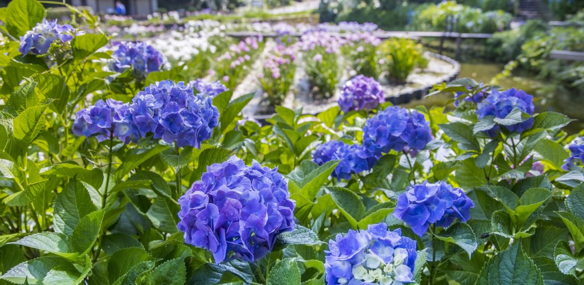 卯辰山花菖蒲園